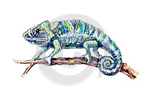 Charming chameleon on the branch isolated on white background