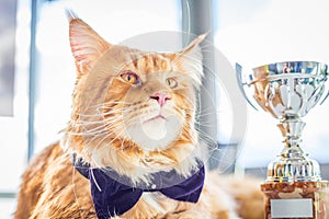 Charming Champion Maine Coon Cat wearing Butterfly Tie sitting with His Goblet