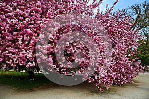 The charming cherry blossom in Jardin des Plantes in Paris