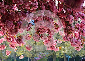 The charming cherry blossom in Jardin des Plantes in Paris