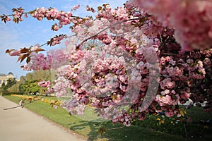 The charming cherry blossom in Jardin des Plantes in Paris