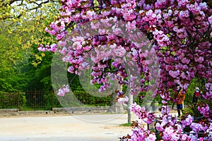 The charming cherry blossom in Jardin des Plantes in Paris