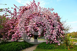 The charming cherry blossom in Jardin des Plantes in Paris