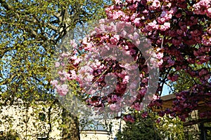 The charming cherry blossom in Jardin des Plantes in Paris