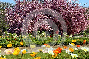 The charming cherry blossom in Jardin des Plantes in Paris