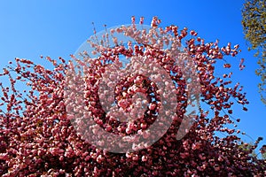 The charming cherry blossom in Jardin des Plantes in Paris