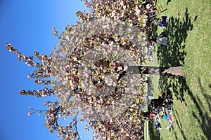 The charming cherry blossom in Park de Sceaux near Paris