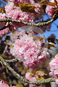 The charming cherry blossom in Park de Sceaux near Paris