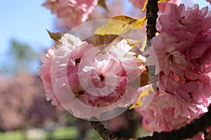 The charming cherry blossom in Park de Sceaux near Paris