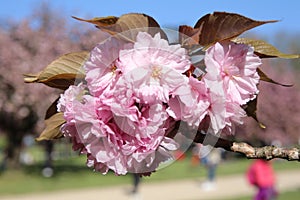 The charming cherry blossom in Park de Sceaux near Paris