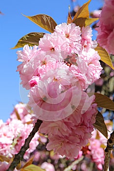 The charming cherry blossom in Park de Sceaux near Paris