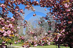 The charming cherry blossom in Park de Sceaux near Paris