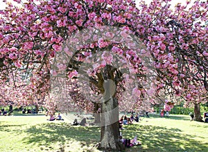 The charming cherry blossom in Park de Sceaux near Paris
