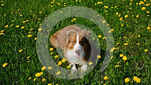 Charming chocolate Australian Shepherd lies in field with yellow dandelions and green grass and smiles. Obedient puppy