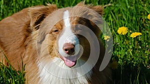 Charming chocolate Australian Shepherd lies in field with yellow dandelions and smiles. Obedient puppy in park in summer