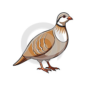 Charming Chukar Partridge Bird Design