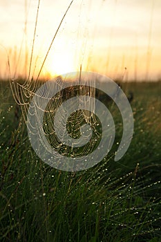 Cobweb on the background of the sunset