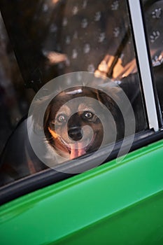 Charming compact fluffy pooch in vehicle. Small brown dog sits waiting in green car behind glass and smiles