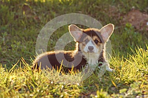 Charming Corgi doggy with big ears and sable-white fur stand on sunshine. Interested puppy walking and enjoy nature.