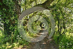 Charming Country Lane of East England