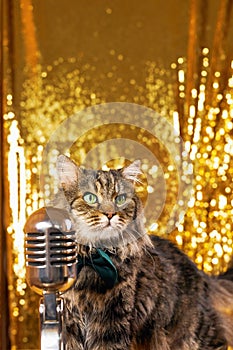 Charming curious cat as it leans in to inspect a vintage microphone.