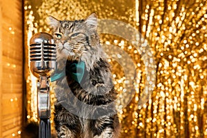 Charming curious cat as it leans in to inspect a vintage microphone.