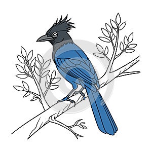 Charming Curl-crested Jay Bird Design