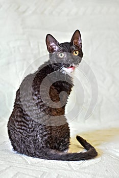 Charming curly-haired cat Ural Rex sits on the bed and looks at the camera with big green eyes