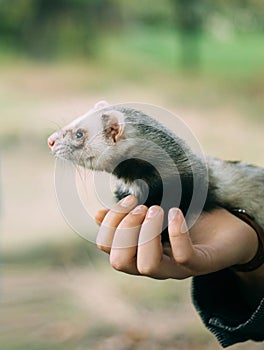 Charming and cute animal, cute wild ferret sits on the hands of person, protecting little friends from danger