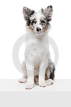 Charming, cute, little puppy sitting on white cube and looking at camera with calm expression against white studio