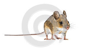 Charming Cute mouse isolated on white background