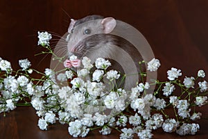 Charming dambo rat with gypsophila flowers on a brown background. Festive picture