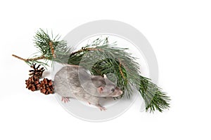 A charming dambo rat next to a pine branch and cones on a white isolated background