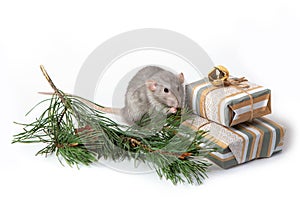 A charming dambo rat next to a pine branch and cones on a white isolated background. Cute pet. New Year card. Symbol of 2020