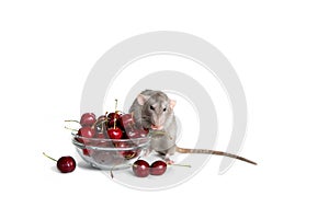 Charming dambo rat on a white isolated background eats a sweet cherry. Cute pet. The symbol of 2020. Chinese New Year