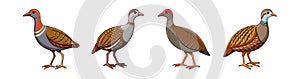 Charming Buff-Banded Rail Bird Design