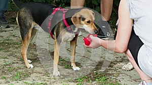 charming dogin the park drinking water from gentle woman