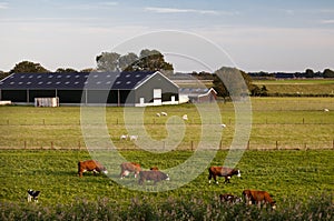 Charming Dutch cattle farm