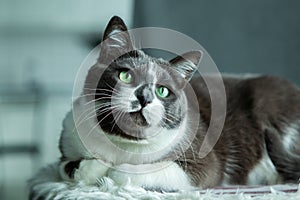 Charming, elegant, very beautiful Gray-white cat with big green eyes sits on his bed.