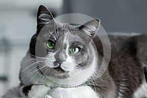 Charming, elegant, very beautiful Gray-white cat with big green eyes sits on his bed.