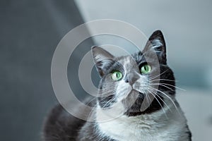 Charming, elegant, very beautiful Gray-white cat with big green eyes sits on his bed.