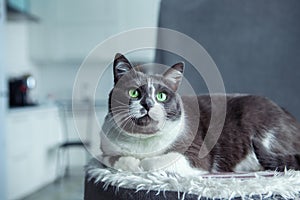 Charming, elegant, very beautiful Gray-white cat with big green eyes sits on his bed.