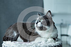 Charming, elegant, very beautiful Gray-white cat with big green eyes sits on his bed.