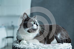 Charming, elegant, very beautiful Gray-white cat with big green eyes sits on his bed.