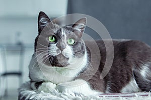 Charming, elegant, very beautiful Gray-white cat with big green eyes sits on his bed.