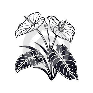 Charming Elephants Ear Floral Artwork photo