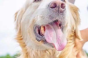 Charming face of a cute dog. Big pink tongue, nose close-up