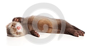 Charming Ferret sleeps sweetly on a white