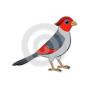 Charming Firetail Bird Design photo