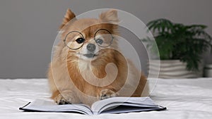 Charming fluffy dog in glasses and with protruding tongue pretends read book